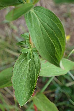 Hypericum maculatum \ Geflecktes Johanniskraut / Imperforate St. John's-Wort, A Seckauer Tauern, Brandstätter Törl 27.7.2021