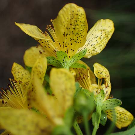 Hypericum maculatum \ Geflecktes Johanniskraut / Imperforate St. John's-Wort, A Seckauer Tauern, Brandstätter Törl 27.7.2021