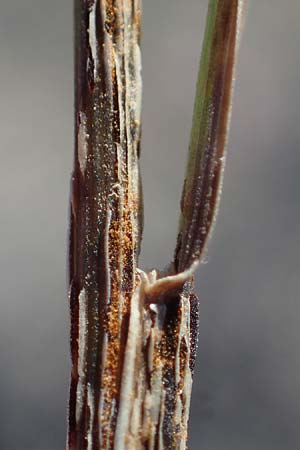 Hordeum jubatum \ Mhnen-Gerste / Foxtail Barley, A Seewinkel, Apetlon 23.9.2022