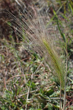 Hordeum jubatum \ Mhnen-Gerste / Foxtail Barley, A Seewinkel, Apetlon 23.9.2022
