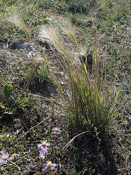 Hordeum jubatum \ Mhnen-Gerste / Foxtail Barley, A Seewinkel, Apetlon 23.9.2022