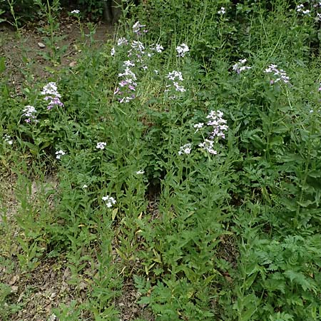Hesperis matronalis \ Gewhnliche Nachtviole / Dame's Violet, A Mistelbach 11.5.2025