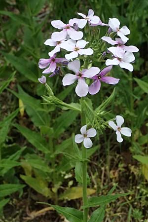 Hesperis matronalis \ Gewhnliche Nachtviole / Dame's Violet, A Mistelbach 11.5.2025