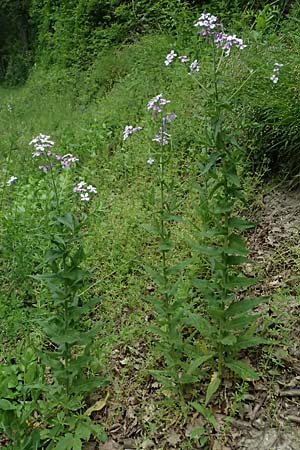 Hesperis matronalis \ Gewhnliche Nachtviole / Dame's Violet, A Mistelbach 11.5.2025