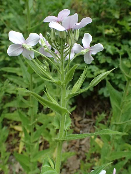 Hesperis matronalis \ Gewhnliche Nachtviole / Dame's Violet, A Mistelbach 11.5.2025