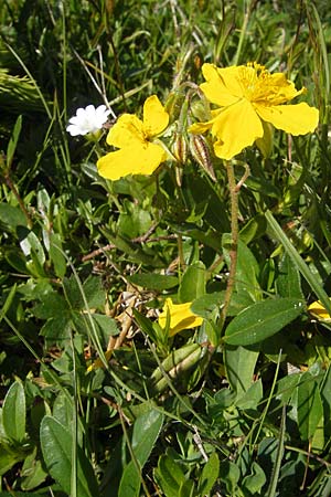 Helianthemum nummularium subsp. glabrum \ Kahles Sonnenrschen / Glabrous Rock-Rose, A Trenchtling 3.7.2010