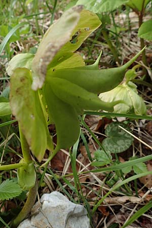 Helleborus niger \ Christrose, Schneerose / Christmas Rose, A Kärnten/Carinthia, Feistritz im Rosental 17.5.2016