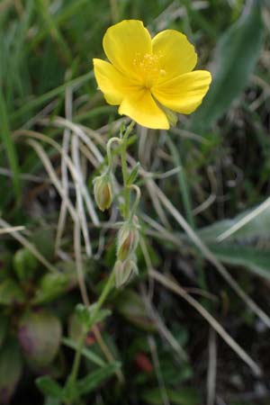 Helianthemum nummularium \ Kleinblttriges Sonnenrschen / Common Rock-Rose, A Pusterwald, Eiskar 29.6.2021