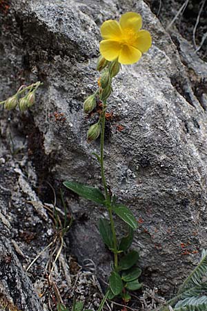Helianthemum nummularium \ Kleinblttriges Sonnenrschen / Common Rock-Rose, A Pusterwald, Eiskar 29.6.2021