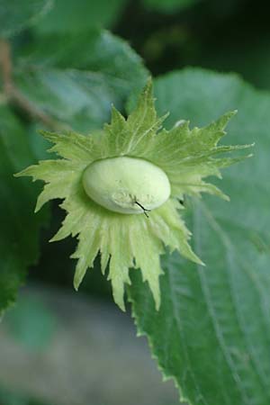 Corylus avellana \ Haselnuss / Hazel, A Deutschlandsberger Klause 30.6.2022