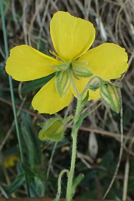 Helianthemum nummularium \ Kleinblttriges Sonnenrschen / Common Rock-Rose, A Osttirol, Matrei 14.5.2025