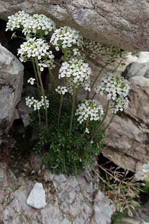 Hornungia alpina \ Alpen-Steinkresse / Pritzelago, A Osttirol, Porze 13.7.2019