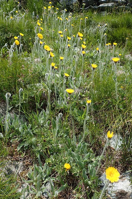 Hieracium pilosum \ Wollkpfiges Habichtskraut, Moris Habichtskraut / Moris' Hawkweed, A Osttirol, Porze 13.7.2019