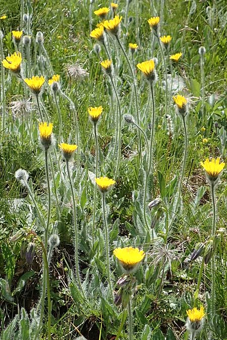 Hieracium pilosum \ Wollkpfiges Habichtskraut, Moris Habichtskraut / Moris' Hawkweed, A Osttirol, Porze 13.7.2019