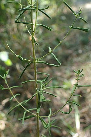 Hypericum perforatum \ Echtes Johanniskraut, Tpfel-Hartheu / Perforate St. John's-Wort, A Seewinkel, Podersdorf 9.7.2023
