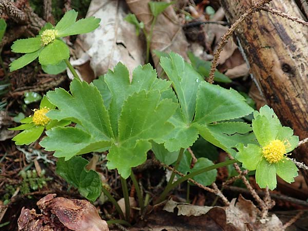 Sanicula epipactis \ Berg-Schaftdolde / Dwarf Masterwort, A Kärnten/Carinthia, Feistritz im Rosental 17.5.2016