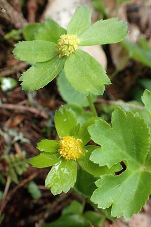 Sanicula epipactis \ Berg-Schaftdolde / Dwarf Masterwort, A Kärnten/Carinthia, Feistritz im Rosental 17.5.2016