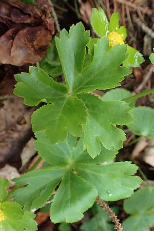 Sanicula epipactis \ Berg-Schaftdolde / Dwarf Masterwort, A Kärnten/Carinthia, Feistritz im Rosental 17.5.2016