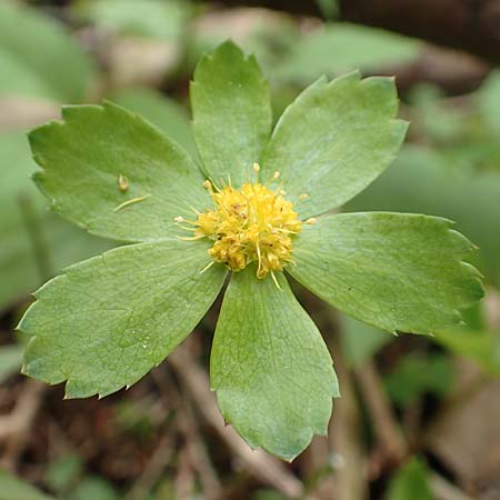 Sanicula epipactis \ Berg-Schaftdolde / Dwarf Masterwort, A Kärnten/Carinthia, Feistritz im Rosental 17.5.2016