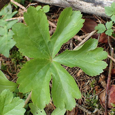 Sanicula epipactis \ Berg-Schaftdolde / Dwarf Masterwort, A Kärnten/Carinthia, Feistritz im Rosental 17.5.2016