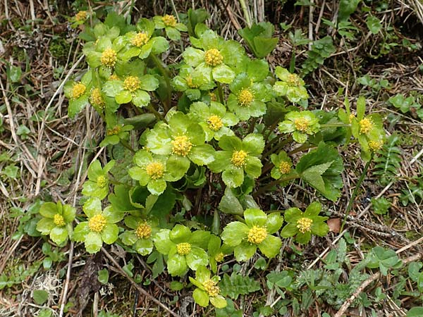 Sanicula epipactis \ Berg-Schaftdolde / Dwarf Masterwort, A Kärnten/Carinthia, Hochobir 19.5.2016