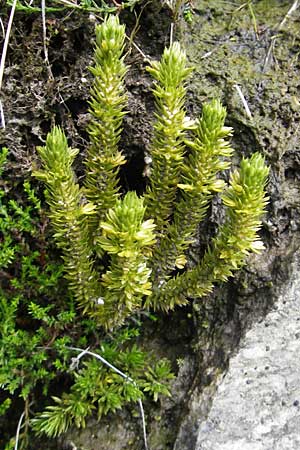 Huperzia selago \ Tannen-Brlapp / Fir Clubmoss, A Malta - Tal / Valley 19.7.2010