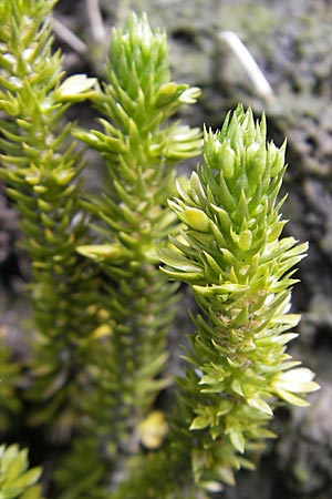 Huperzia selago \ Tannen-Brlapp / Fir Clubmoss, A Malta - Tal / Valley 19.7.2010