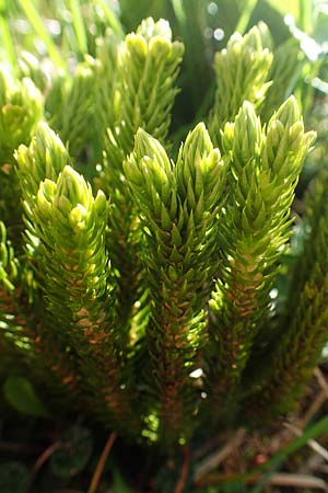 Huperzia selago \ Tannen-Brlapp / Fir Clubmoss, A Dachstein, Auretskar 7.7.2020