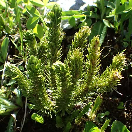 Huperzia selago \ Tannen-Brlapp / Fir Clubmoss, A Bad Gastein 29.6.2025