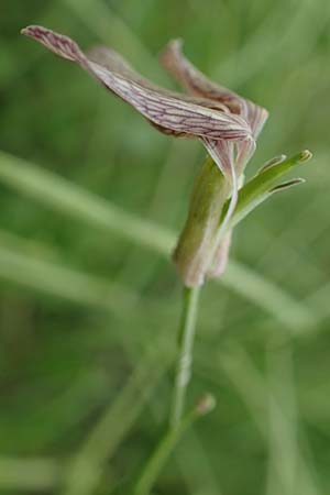 Hesperis tristis \ Trauer-Nachtviole, Trbe Nachtviole / Sad Night Violet, A Siegendorf 13.5.2022