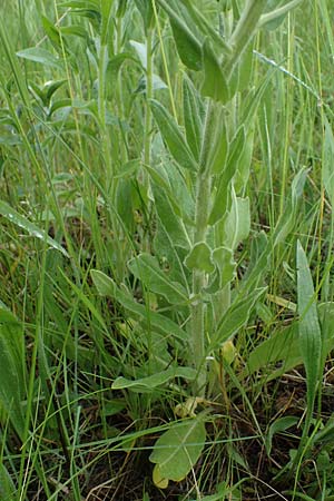 Hesperis tristis \ Trauer-Nachtviole, Trbe Nachtviole / Sad Night Violet, A Siegendorf 13.5.2022