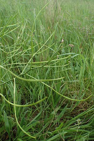 Hesperis tristis \ Trauer-Nachtviole, Trbe Nachtviole / Sad Night Violet, A Siegendorf 13.5.2022