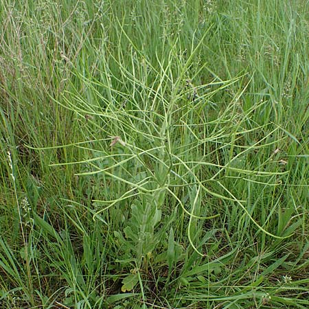 Hesperis tristis \ Trauer-Nachtviole, Trbe Nachtviole / Sad Night Violet, A Siegendorf 13.5.2022
