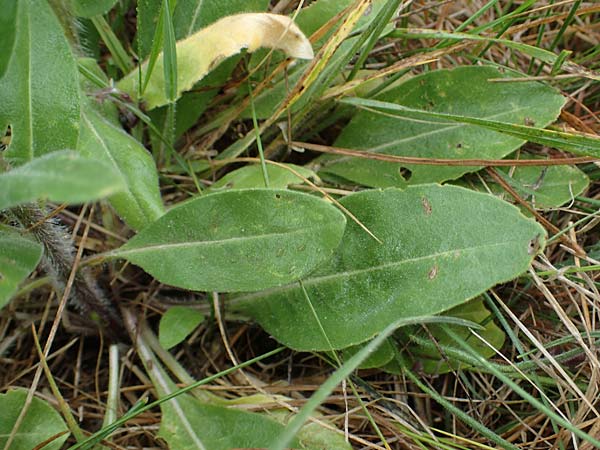 Hesperis tristis \ Trauer-Nachtviole, Trbe Nachtviole / Sad Night Violet, A Siegendorf 13.5.2022