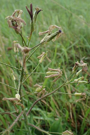Hesperis tristis \ Trauer-Nachtviole, Trbe Nachtviole / Sad Night Violet, A Siegendorf 13.5.2022