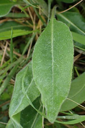 Hesperis tristis \ Trauer-Nachtviole, Trbe Nachtviole / Sad Night Violet, A Siegendorf 13.5.2022