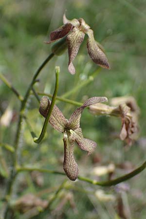 Hesperis tristis \ Trauer-Nachtviole, Trbe Nachtviole / Sad Night Violet, A Hainburg 14.5.2022