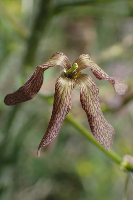 Hesperis tristis \ Trauer-Nachtviole, Trbe Nachtviole / Sad Night Violet, A Hainburg 14.5.2022