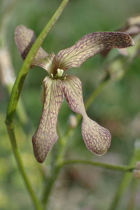 Hesperis tristis \ Trauer-Nachtviole, Trbe Nachtviole / Sad Night Violet, A Hainburg 14.5.2022