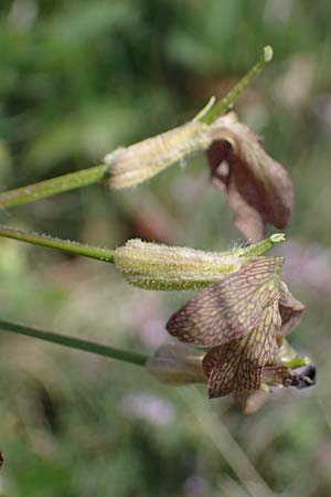 Hesperis tristis \ Trauer-Nachtviole, Trbe Nachtviole / Sad Night Violet, A Hainburg 14.5.2022