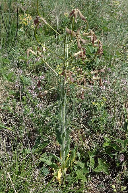 Hesperis tristis \ Trauer-Nachtviole, Trbe Nachtviole / Sad Night Violet, A Hainburg 14.5.2022