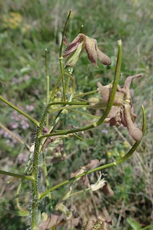 Hesperis tristis \ Trauer-Nachtviole, Trbe Nachtviole / Sad Night Violet, A Hainburg 14.5.2022