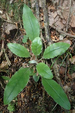Hieracium transylvanicum \ Siebenb&uuml;rger Habichtskraut / Transylvanian Hawkweed, A Deutschlandsberger Klause 30.6.2022