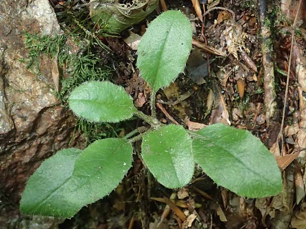 Hieracium transylvanicum \ Siebenb&uuml;rger Habichtskraut / Transylvanian Hawkweed, A Deutschlandsberger Klause 30.6.2022