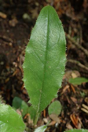 Hieracium transylvanicum \ Siebenb&uuml;rger Habichtskraut / Transylvanian Hawkweed, A Deutschlandsberger Klause 30.6.2022