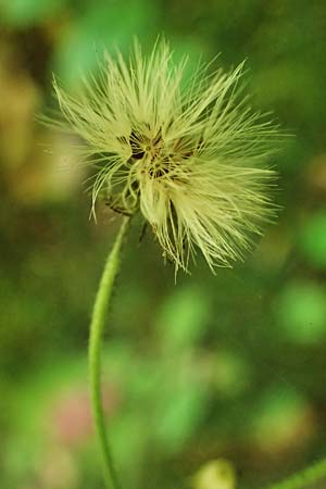 Hieracium transylvanicum \ Siebenb&uuml;rger Habichtskraut / Transylvanian Hawkweed, A Deutschlandsberger Klause 30.6.2022