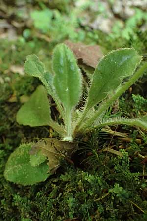 Hieracium transylvanicum \ Siebenb&uuml;rger Habichtskraut / Transylvanian Hawkweed, A Deutschlandsberger Klause 30.6.2022