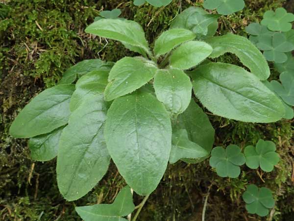 Hieracium transylvanicum \ Siebenb&uuml;rger Habichtskraut / Transylvanian Hawkweed, A Deutschlandsberger Klause 30.6.2022