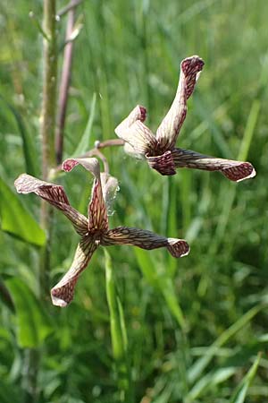 Hesperis tristis \ Trauer-Nachtviole, Trbe Nachtviole / Sad Night Violet, A Hainburg 10.5.2025