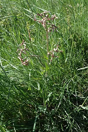 Hesperis tristis \ Trauer-Nachtviole, Trbe Nachtviole / Sad Night Violet, A Hainburg 10.5.2025